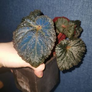 Begonia Midnight Magic